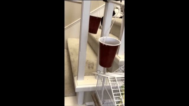 School's Passion Project ( Auto Bird Feeder ) смотреть онлайн