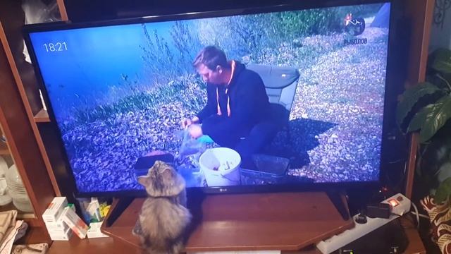 котёнок рыбачит. смотреть онлайн