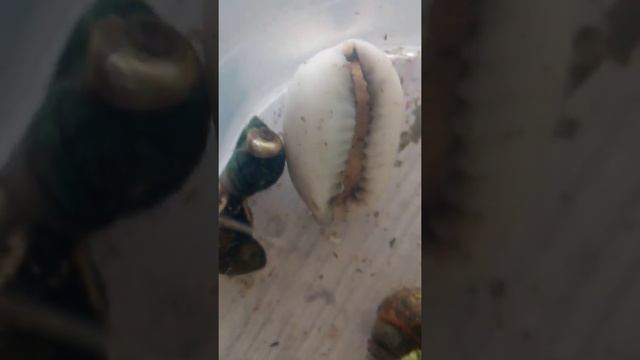 #хомки Домашняя улитка катушка в мини оквариуме