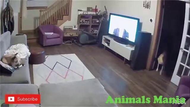 Funny Animals Fails -funny Animals -Animals Are Jerk -