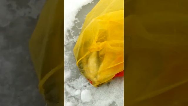 Рыбалка 2020 . 2 января . смотреть онлайн