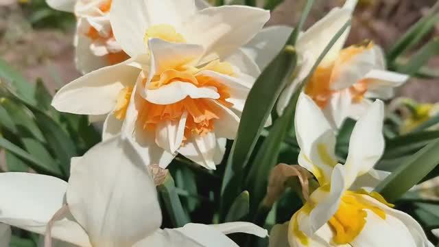 Тёплый весенний денёк! Корзинка из веток шелковицы! Пасхальный декор!!! смотреть онлайн