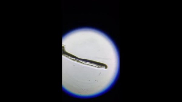 Liquids under microscope / Жидкость под микроскопом