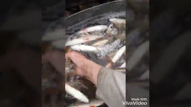 Подъязки смотреть онлайн
