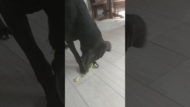 Что любят доги! смотреть онлайн