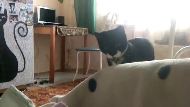 Кот охотится смотреть онлайн