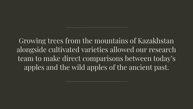 Apples weren’t always big, juicy and sweet. A long history of migration made them so смотреть онлайн