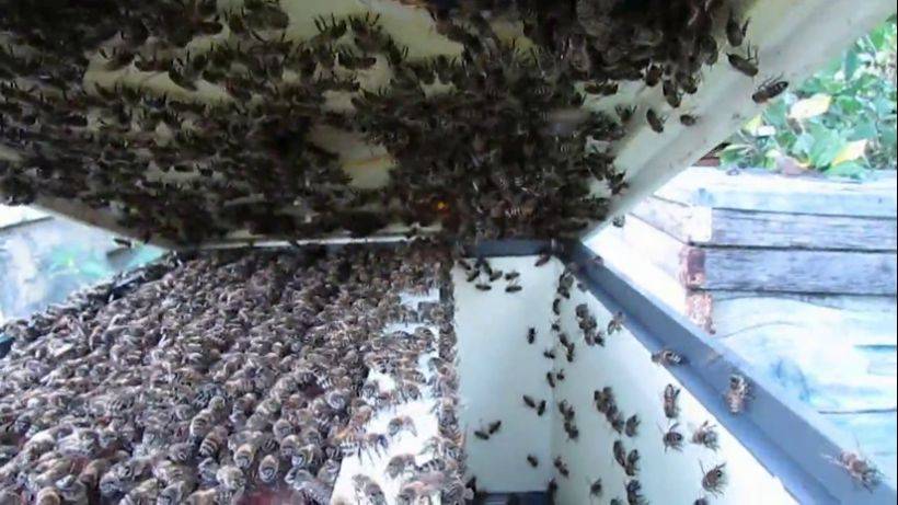 пчеловодство на ячейке 4,9 мм - часть 16, пчелы хорошо строят вощину с ячейкой 4,9 мм в августе смотреть онлайн