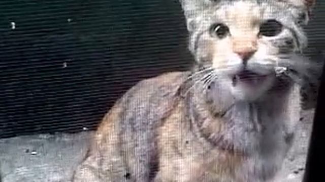 Street Cat on out of Window смотреть онлайн