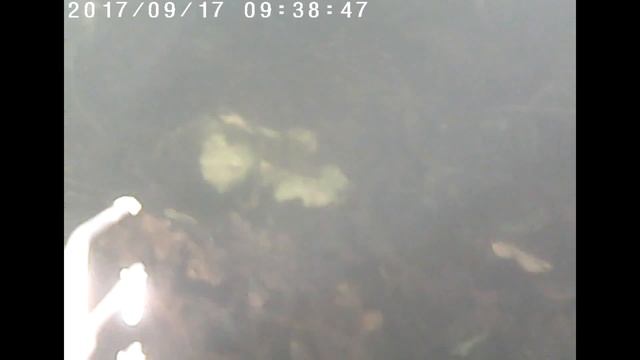 Подводная охота без трофеев в чистой воде смотреть онлайн