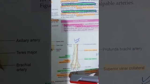 Ch:8(BD),Arm (Urdu/Hindi) #upperlimb #arm #anatomy #MBBSGuide смотреть онлайн