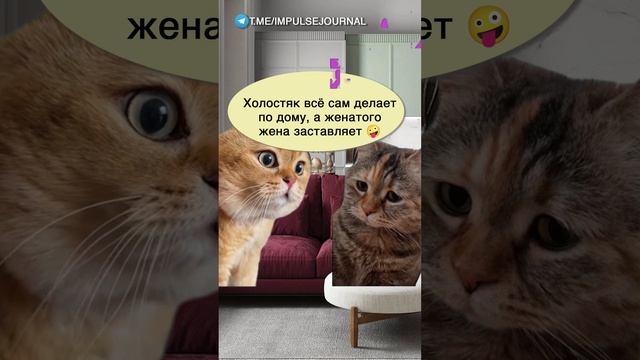 Замужем лучше #мыкотики #вмем #разговор #анекдот #шутки #кот #юмор #смешное #прикольно #мемы #cat смотреть онлайн
