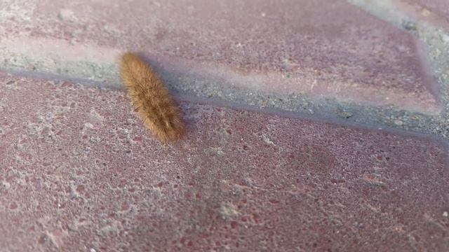 Гусеница, микромир.