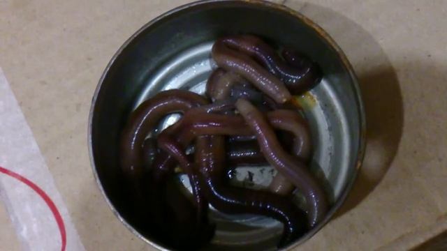 Живой корм смотреть онлайн