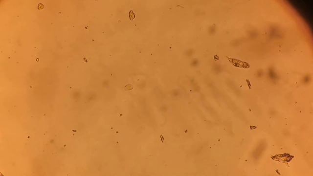 Под микроскопом смотреть онлайн