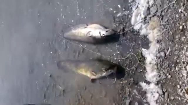 Ловля сома часть 2 смотреть онлайн