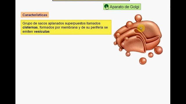 La organización del cuerpo humano Episodio II смотреть онлайн
