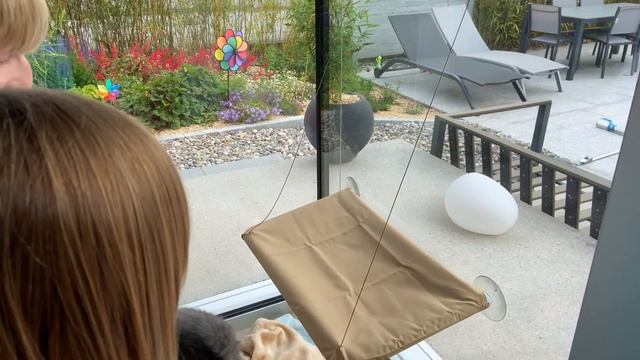British Shorthair cat Romeo has a new window lounger but he doesn't like it... смотреть онлайн