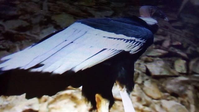 Андские кондоры в ташкентском зоопарке. Делаем мясные рулетики для этих птиц.