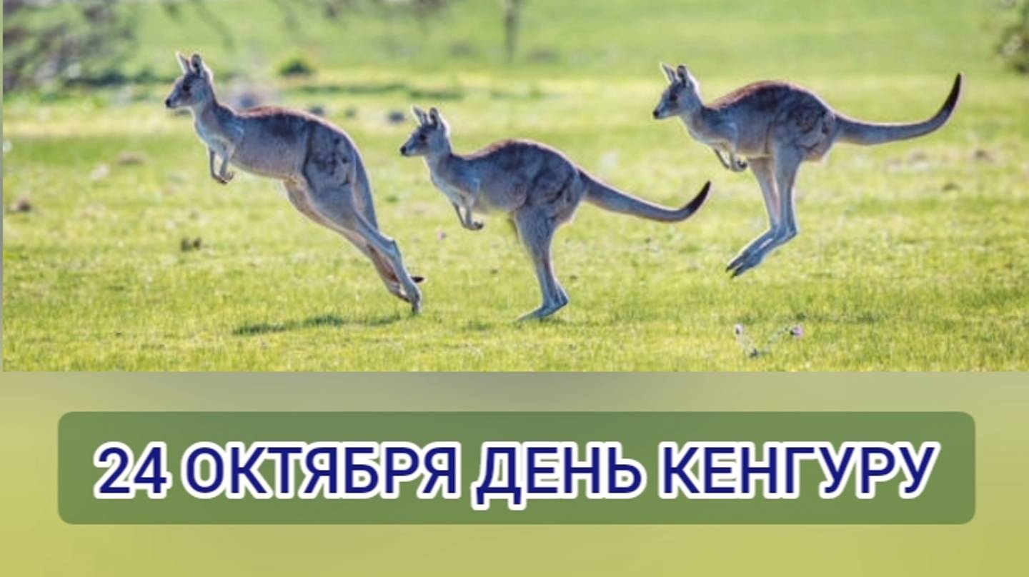 24 ОКТЯБРЯ - ДЕНЬ КЕНГУРУ. ИНТЕРЕСНЫЕ ФАКТЫ О КЕНГУРУ смотреть онлайн