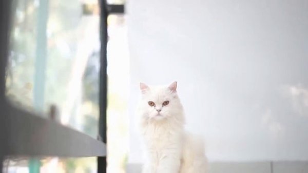 The Charm of Orange Persian Cats: Elegance and Beauty Unveiled