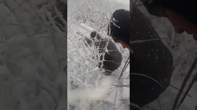 Проверка ловушки для фазан смотреть онлайн