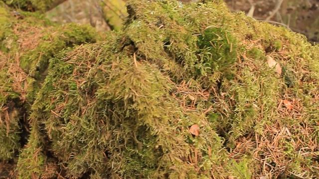 Трухлявый пень и мох\ Микромир\ Релакс\ Успокаивающая музыка для нервов\ Природа смотреть онлайн