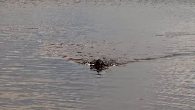 Аппорт Джуна, Аппорт! Ихтиандр на Кольском п-ове смотреть онлайн