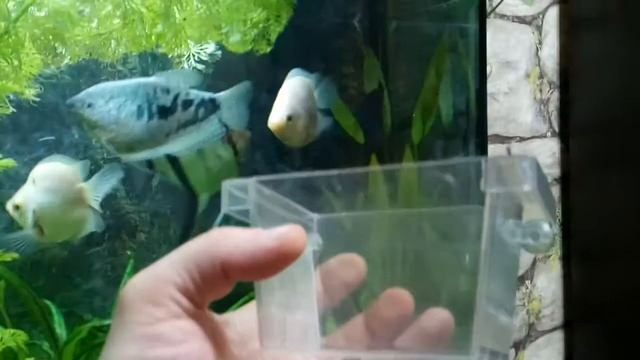 Скалярии отнерестились в общем аквариуме смотреть онлайн