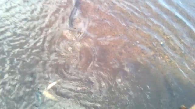 Щука ушла с кукана смотреть онлайн