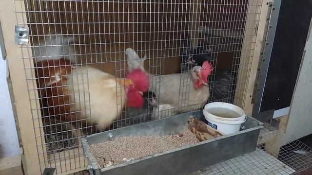 Продал птичий помёт , купил куриц // порода доминант // смотреть онлайн