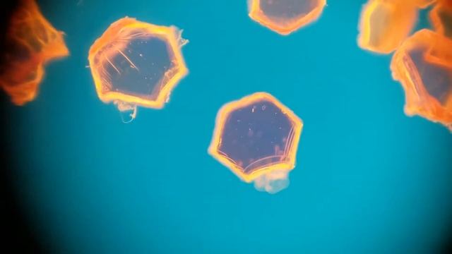 Glow Slime and Glitter Under the Microscope смотреть онлайн