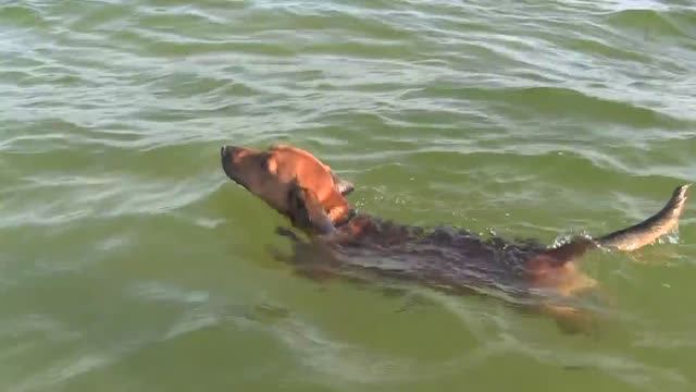 Рой на море. Август 2017 г. смотреть онлайн