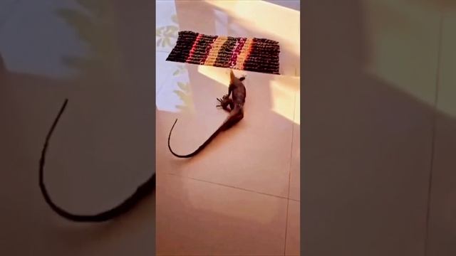 Новый привоз снегоходов LYNX & SKI-DOO уже ждут тебя ❤️ смотреть онлайн