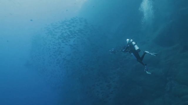 Sharkwater VR - Teaser смотреть онлайн