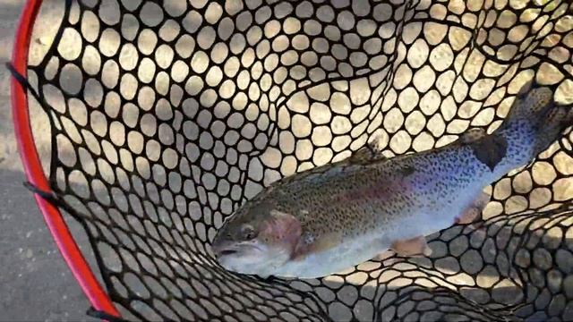 Вип - поимка форели на блесну смотреть онлайн