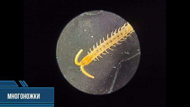 Макромир насекомых