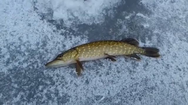 ловля щуки зимой смотреть онлайн