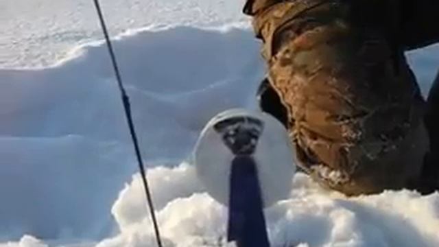 огромная щука на жерлицу!!! жесть смотреть до конца смотреть онлайн