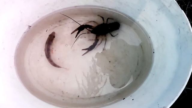 Рак vs Окунь (Бой) смотреть онлайн