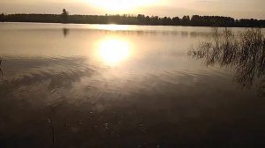 Нерест леща