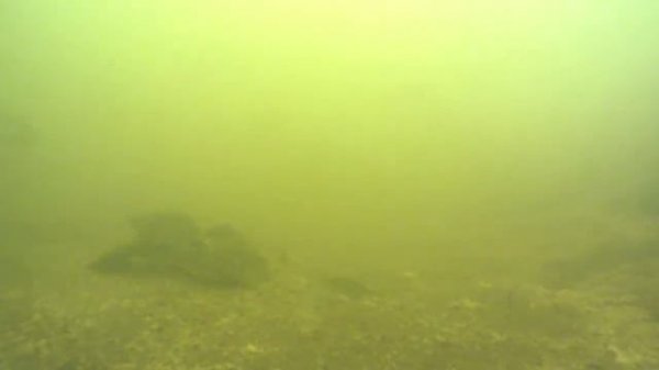 самая лучшая прикормка для карпа