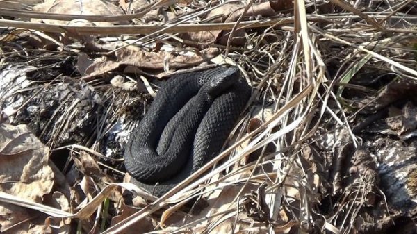 Лягушки, змеи и комары-звонцы