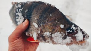 Ловля окуня на безмотылку🐠❄Зимняя рыбалка 2023🧊