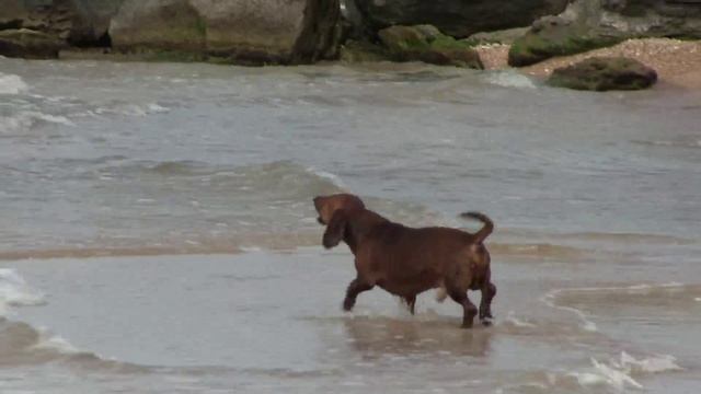 Чарли. Август 2012 г. смотреть онлайн