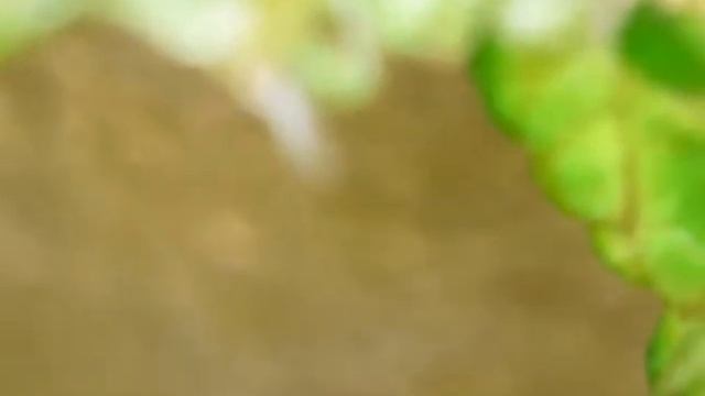 Листни въшки под микроскоп/aphids under microscope смотреть онлайн
