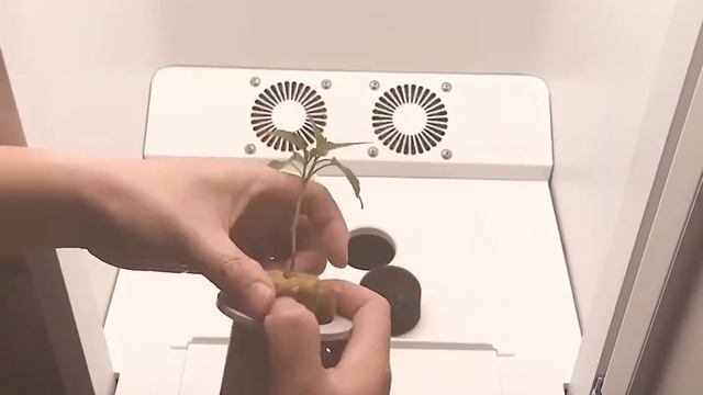How To Transfer Cannabis Clones To Hey Abby