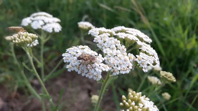 Samsung camera (A5) - video autofocus смотреть онлайн