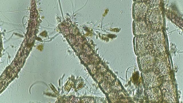Marine diatoms from Capri island смотреть онлайн