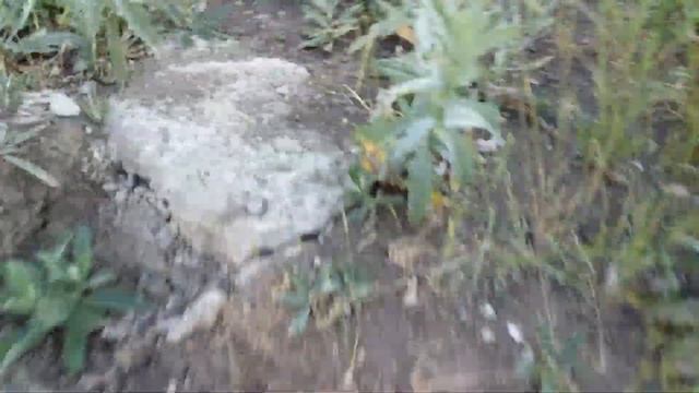 Ищем коконы муравьев *часть 3*